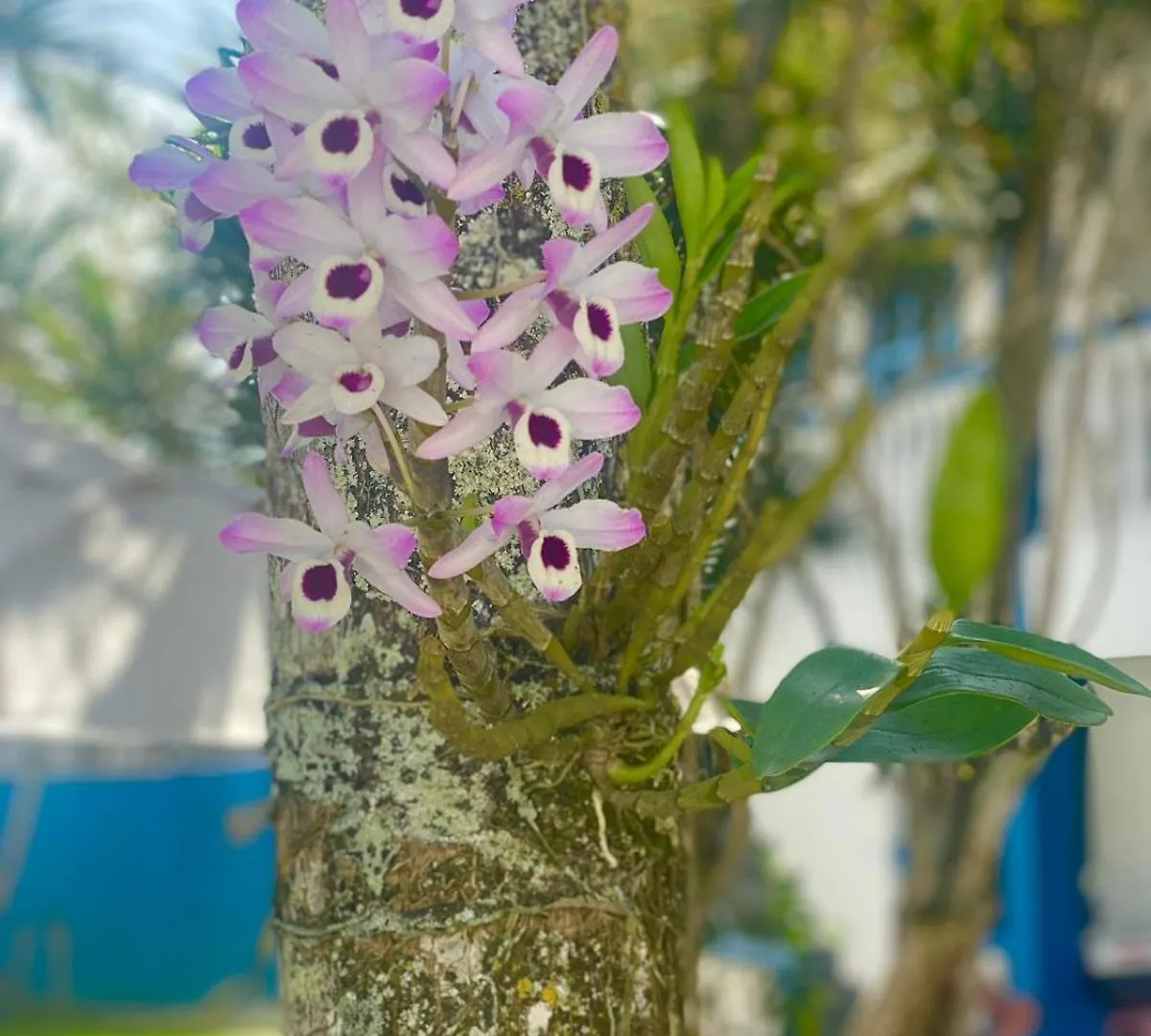 Inn Maria Mare Hotel Bombinhas